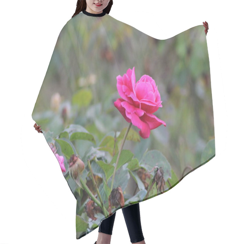 Personality  A Striking Pink Rose Stands Tall Among A Cluster Of Wilting Flowers In A Serene Garden Setting. This Moment Captures The Beauty Of Nature In Springtime. Hair Cutting Cape