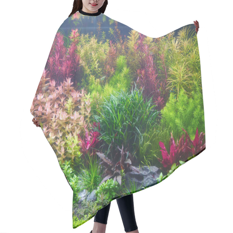 Personality  Colorful Aquatic Plants In Aquarium Tank With Nature Dutch Style Aquascaping Layout Hair Cutting Cape