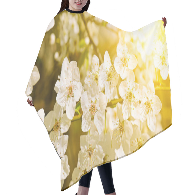 Personality  Beautifully Blossoming Tree Branch. Cherry - Sakura And Sun With Hair Cutting Cape