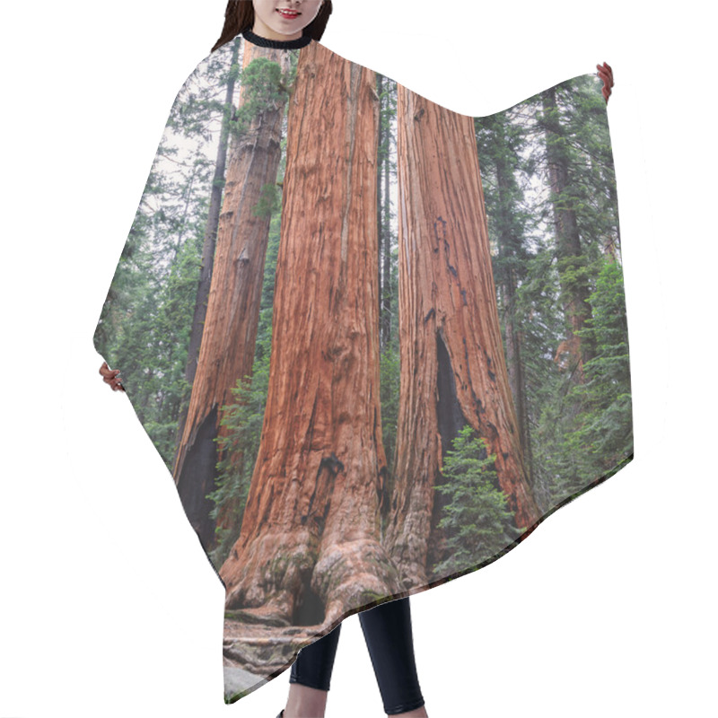 Personality  Ancient Giant Sequoias Forest In California, United States. Sequoia National Park Hair Cutting Cape