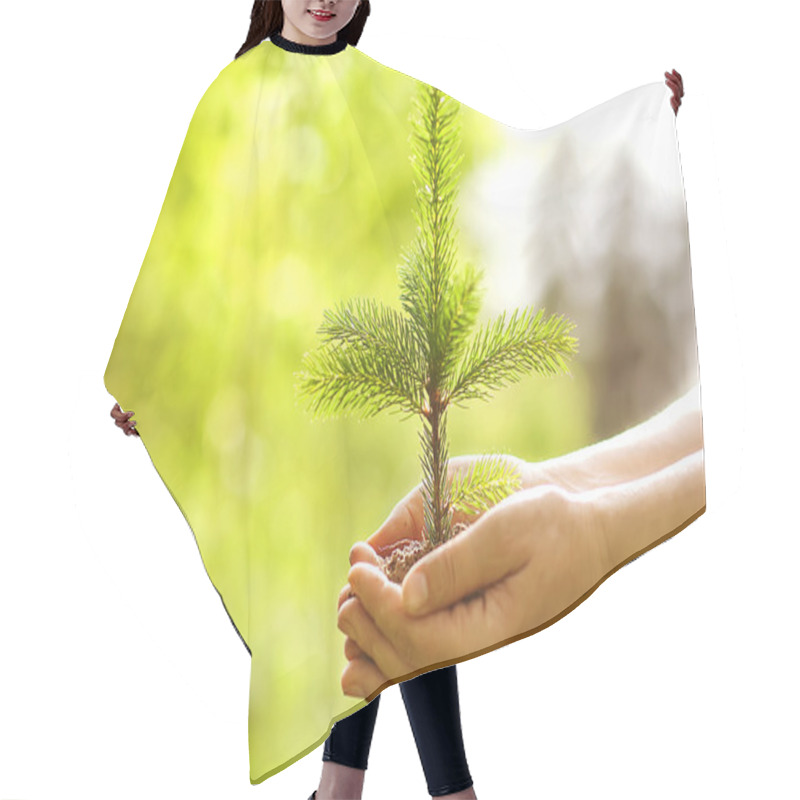 Personality  Spruce Sapling In Hands. The Leaves Of Rays Of Sunlight. Hair Cutting Cape