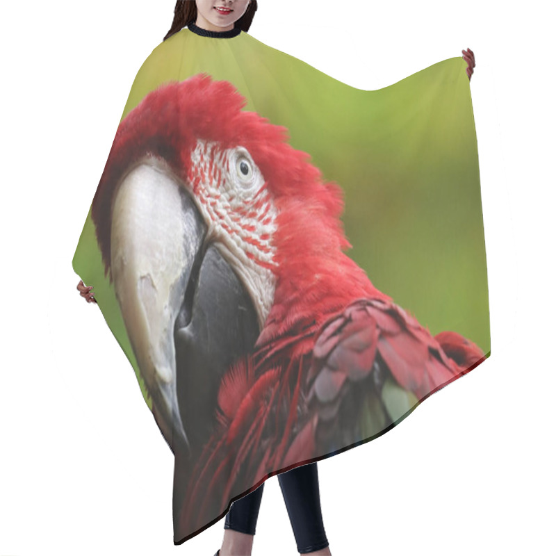 Personality  Beautiful Macaw Parrot Hair Cutting Cape