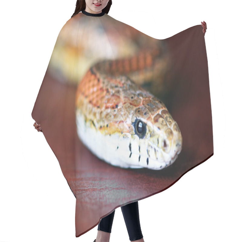 Personality  An Orange Corn Snake On Red Leather Hair Cutting Cape