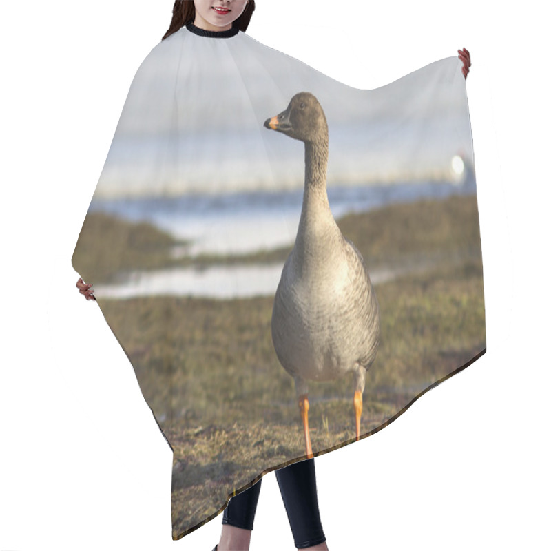 Personality  Tundra Bean Goose Standing On The Shore Of The Lake Tundra Hair Cutting Cape