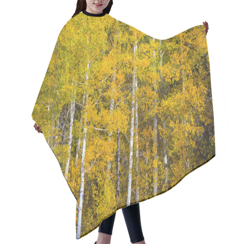 Personality  Aspen Trees In Autumn Hair Cutting Cape