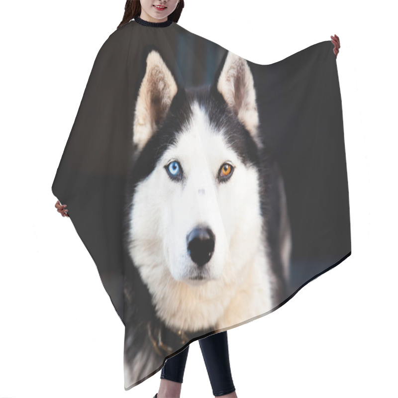 Personality  Portrait Siberian Husky Hair Cutting Cape