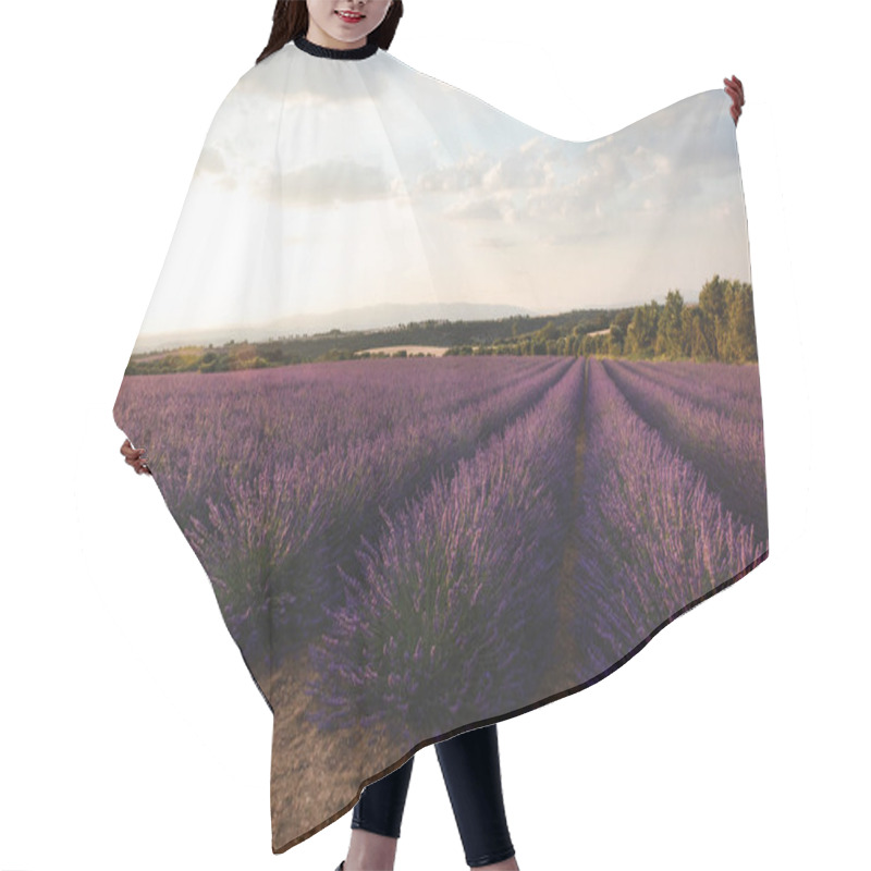 Personality  Blooming Purple Lavender Flowers On Cultivated Field In Provence, France  Hair Cutting Cape