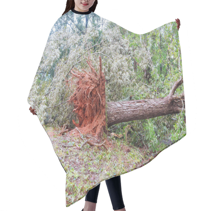 Personality  Massive Tree Lies Uprooted On Ground, Showcasing Exposed Roots Damaged Trunk, Surrounded By Dense Green Foliage After Storm Hair Cutting Cape