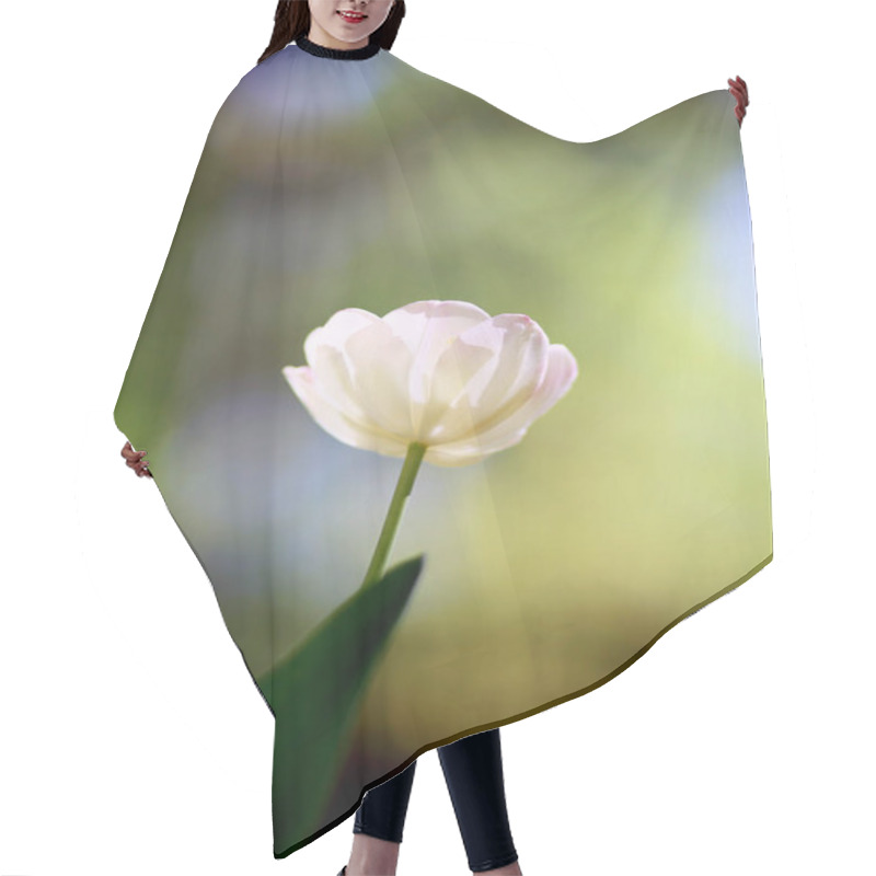 Personality  Radiant Green Spring Background Of A Whte Tulip On Bokeh Bqackground For A Concept Hair Cutting Cape