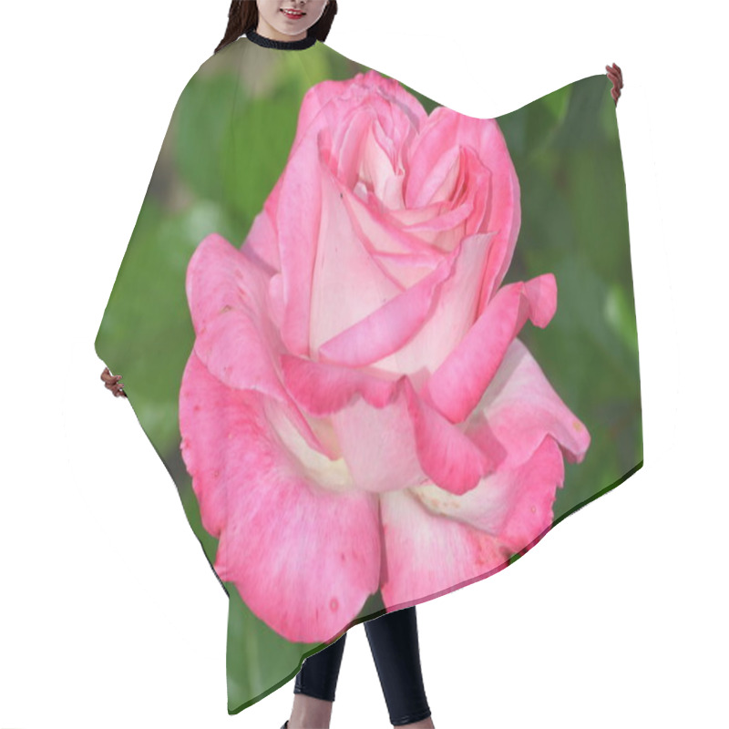 Personality  Large Green Bush With One Fresh Delicate Pink Rose In Full Bloom In A Summer Garden, In Direct Sunlight, With Blurred Green Leaves, Beautiful Outdoor Floral Background Photographed Hair Cutting Cape