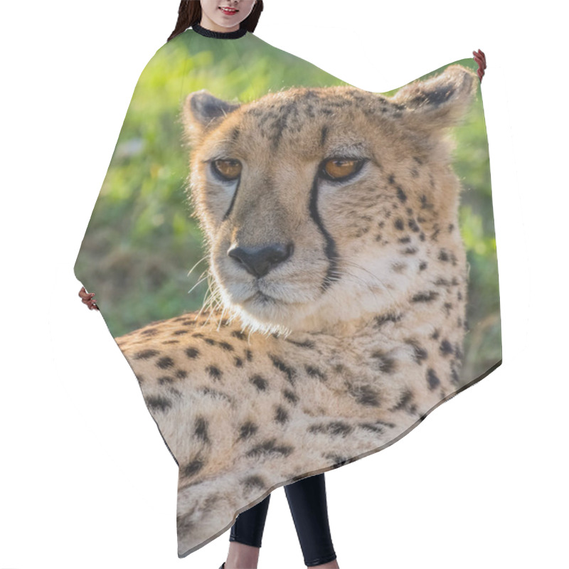 Personality  Big Cat Cheetah In A Wild Jungle Hair Cutting Cape