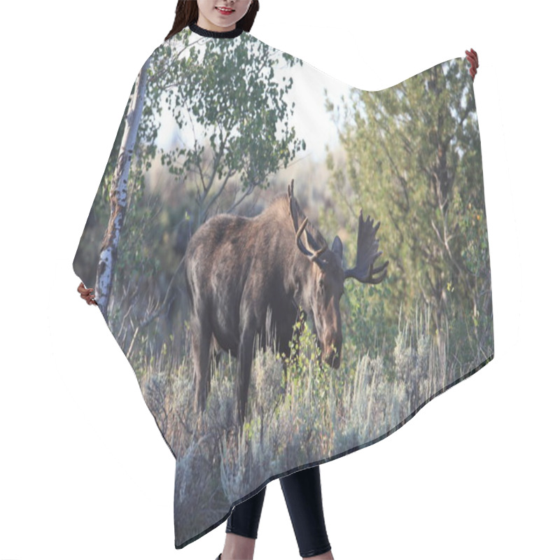 Personality  Bull Moose In Grand Teton National Park, Wyoming Hair Cutting Cape