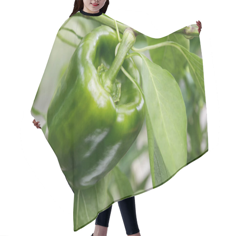 Personality  Green Bell Pepper Grows On A Bush In The Garden Hair Cutting Cape