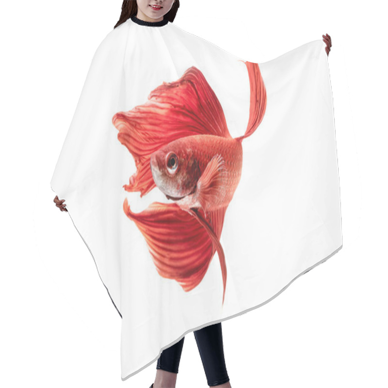 Personality  Beautiful Movements Of The Siamese Fighting Fish. Hair Cutting Cape