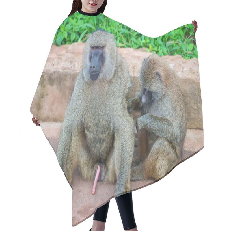 Personality  Family Of Olive Baboons During Grooming Hair Cutting Cape