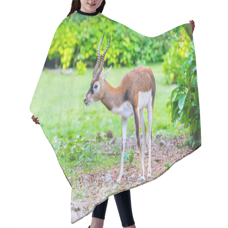 Personality  Antelope Blackbuck Portait Hair Cutting Cape