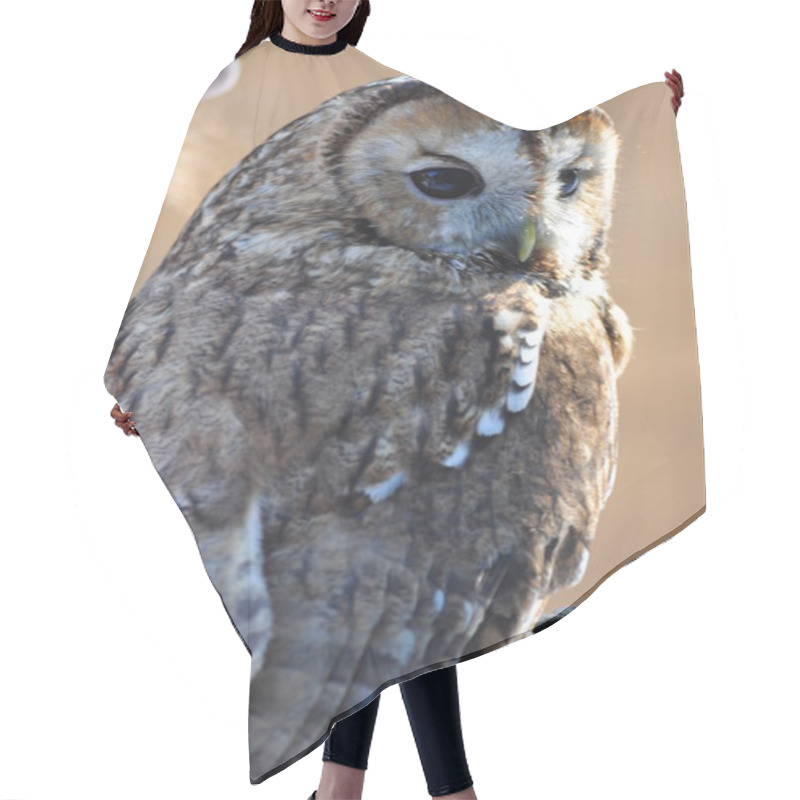 Personality  Seating Owls Hair Cutting Cape