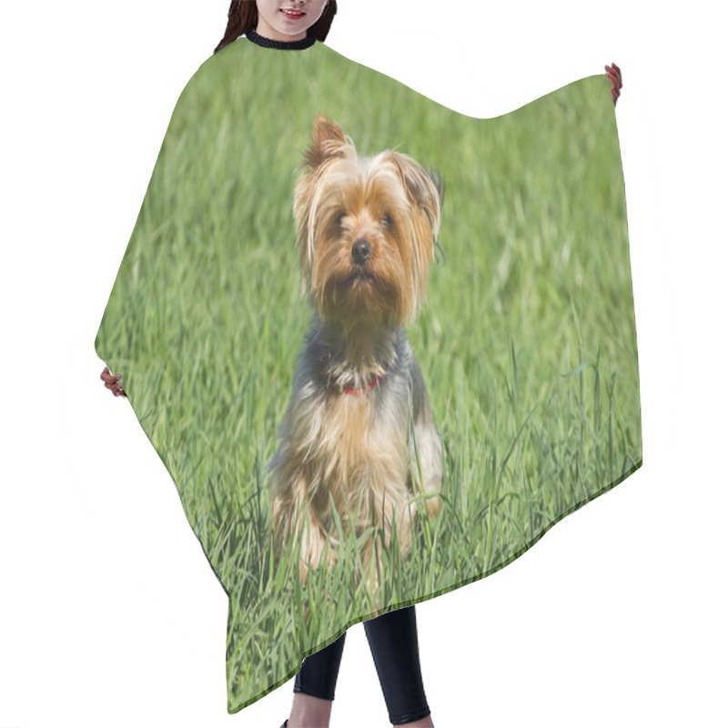 Personality  Yorkshire Terrier Dog Hair Cutting Cape