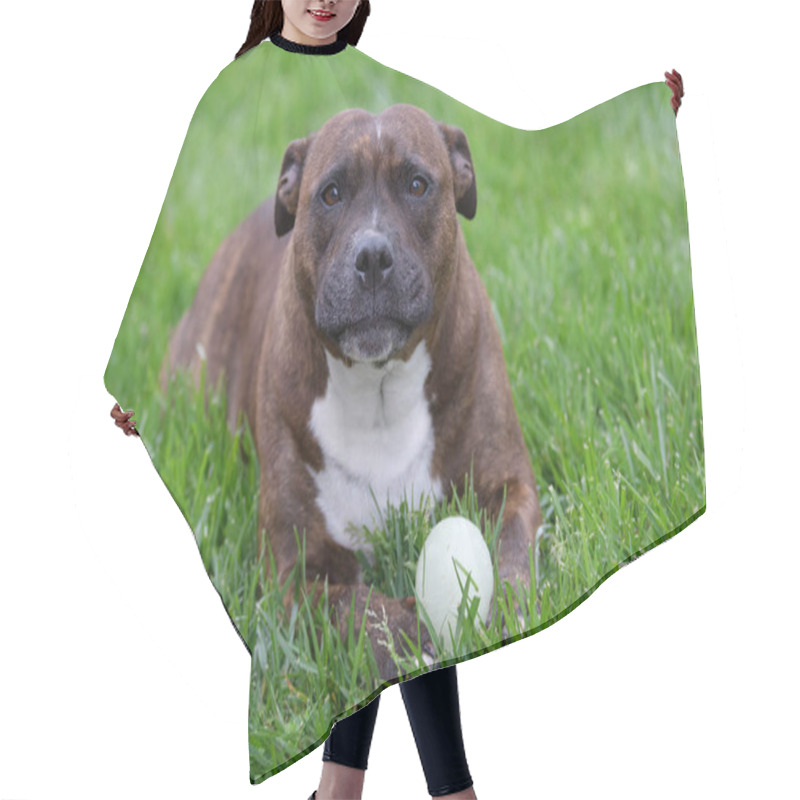 Personality  Staffordshire Terrier With A Ball In The Grass Hair Cutting Cape