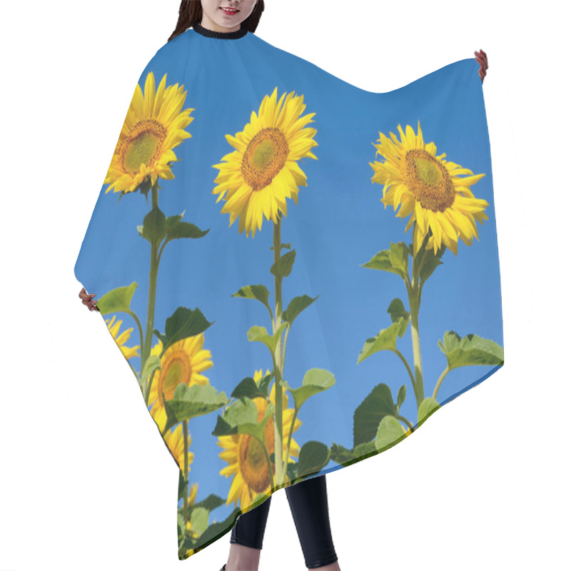 Personality  Yellow Sunflowers Grow In The Field. Agricultural Crops. Hair Cutting Cape