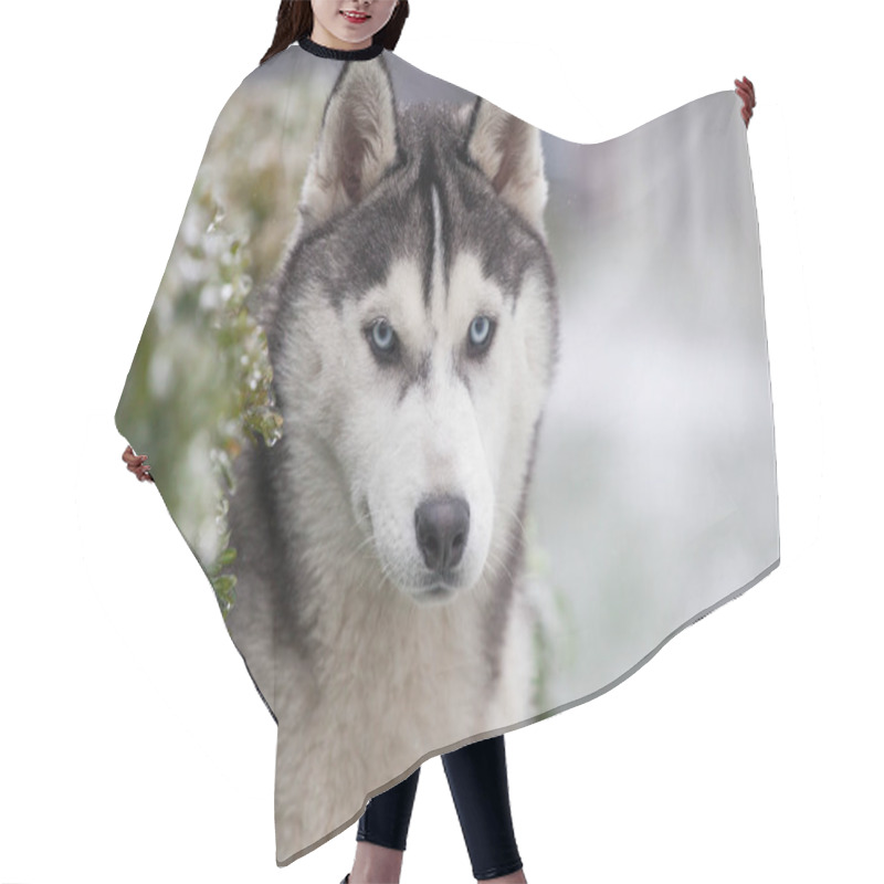 Personality  Husky Puppy In Winter Day Hair Cutting Cape