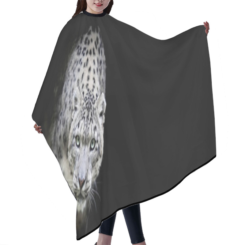 Personality  Snow Leopard With A Black Background Hair Cutting Cape