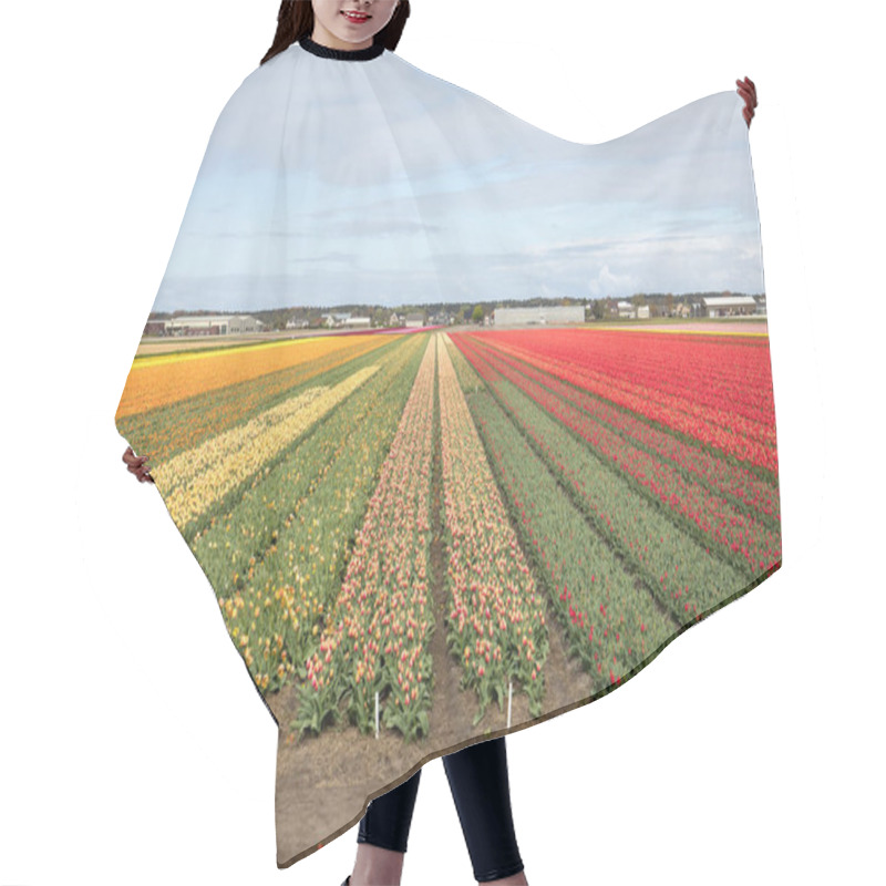 Personality  Tulip Fields Of The Bollenstreek, South Holland, Hair Cutting Cape