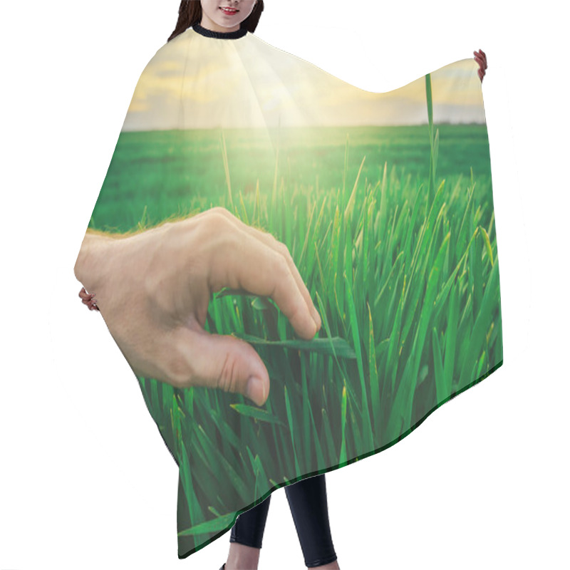 Personality  Wheat Crop Protection Concept, Farmer's Hand Over Young Green Pl Hair Cutting Cape