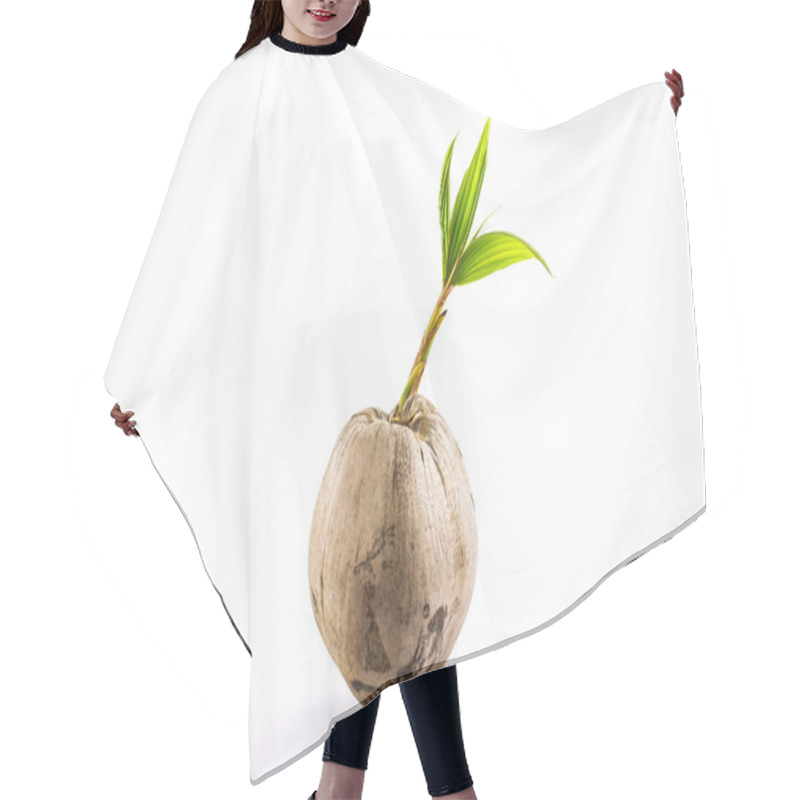 Personality  Young Sprout Of Coconut Tree . Hair Cutting Cape