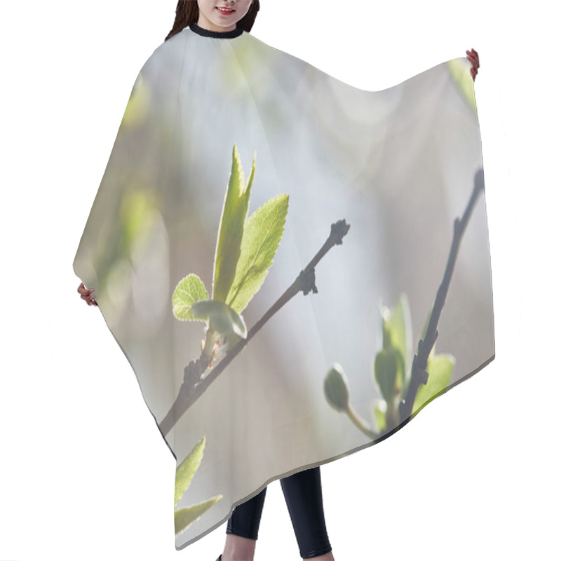 Personality  Selective Focus Of Tree Branches With Green Leaves In Sunshine On Blurred Background Hair Cutting Cape