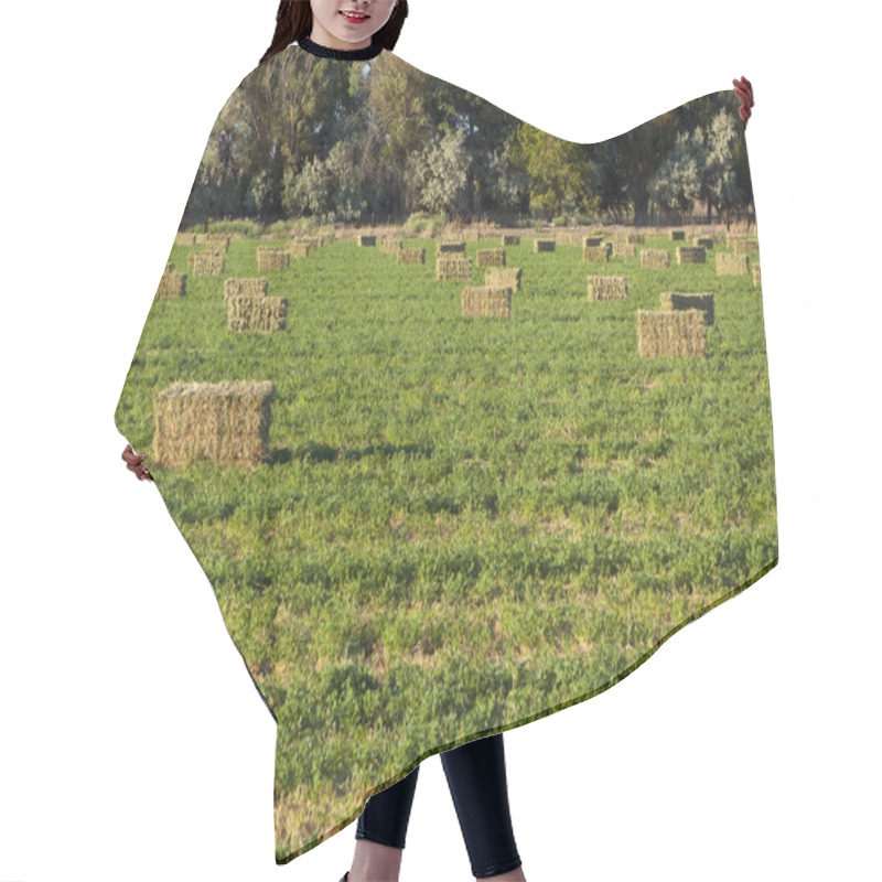 Personality  Alfalfa Hay Bales In Ranch Field Hair Cutting Cape