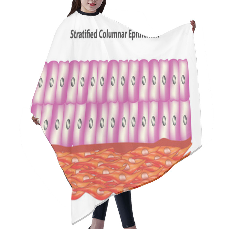 Personality  Stratified Columnar Epithelium Diagram Hair Cutting Cape