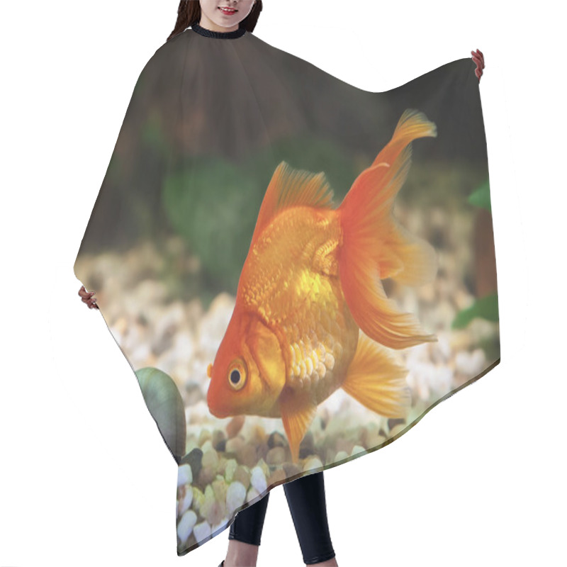 Personality  Goldfish In Aquarium With Green Plants, And Stones Hair Cutting Cape