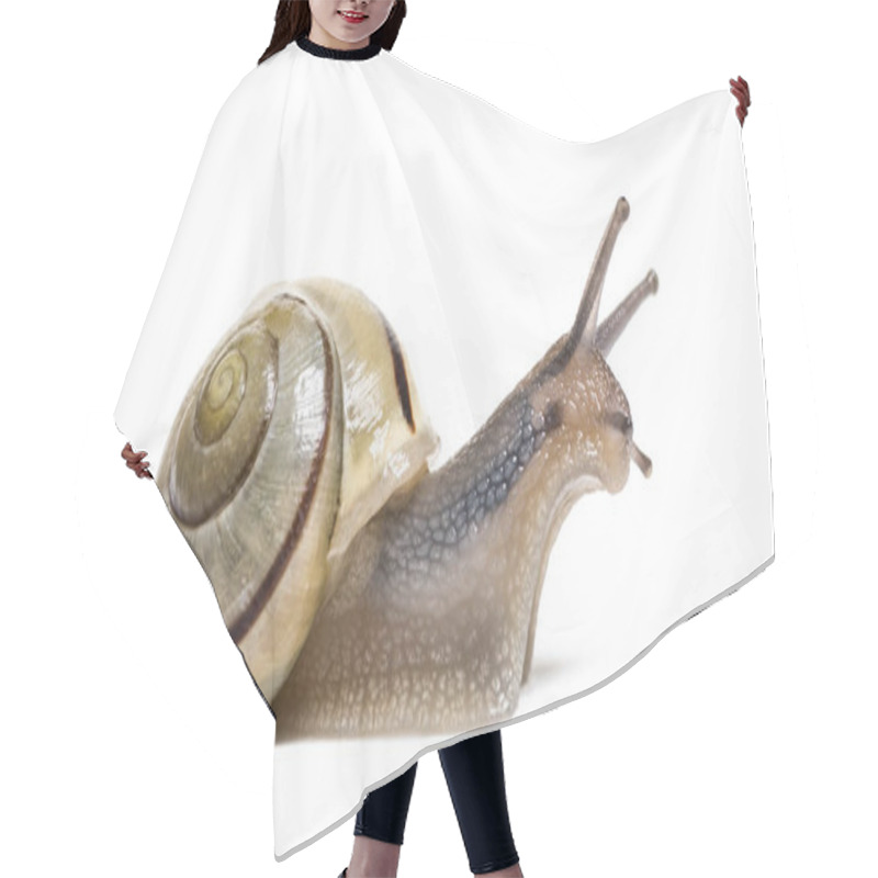 Personality  Grove Snail Or Brown-lipped Snail, Cepaea Nemoralis, In Front Of White Background Hair Cutting Cape