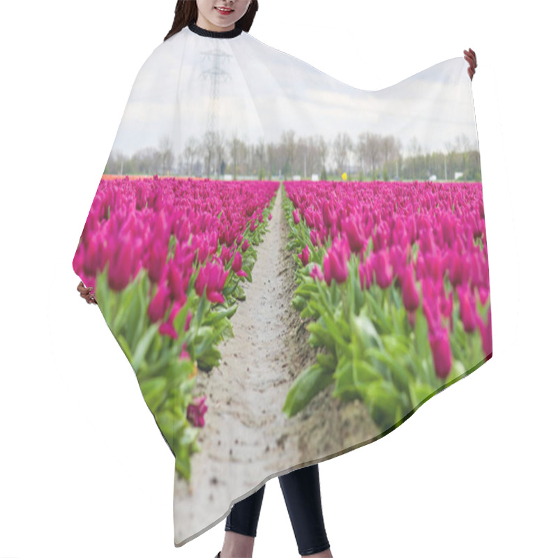 Personality  Fields Of Flowering Tulips Where Flower Bulbs Are Grown On Goeree-Overflakkee Attracting Dutch Tourist Hair Cutting Cape