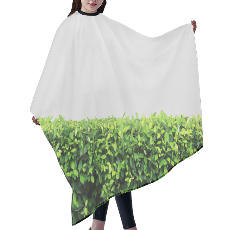 Personality  Green Shrubs Of Tree In The Garden. Hair Cutting Cape