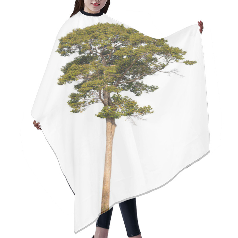 Personality  The Dipterocarpus Alatus Roxb Tree Isolate On White Background, High Resolution Image 45MP Hair Cutting Cape