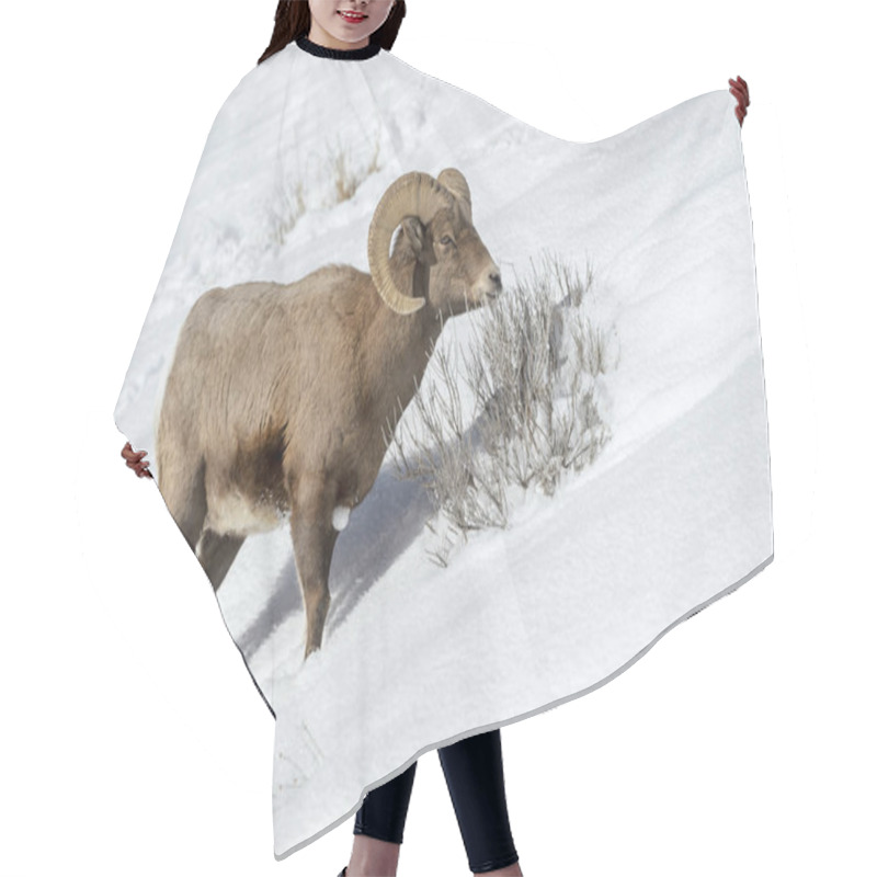 Personality  Bighorn Sheep (Ovis Canadensis) Male, Ram, Foraging In Snow, Yellowstone National Park, Wyoming Montana, USA Hair Cutting Cape