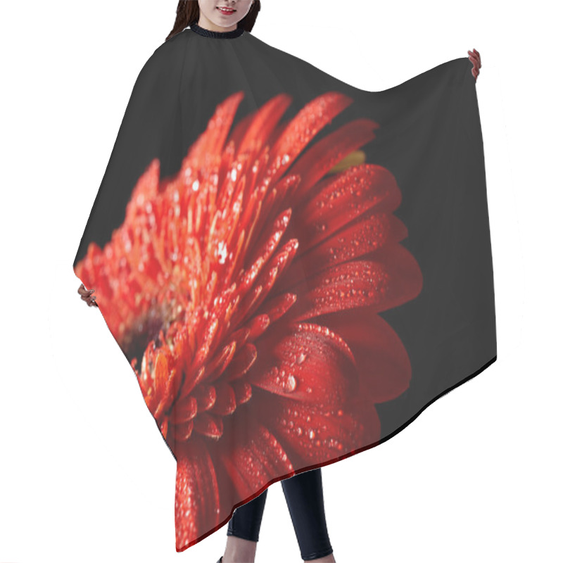 Personality  Red Daisy-gerbera On Black Background Hair Cutting Cape