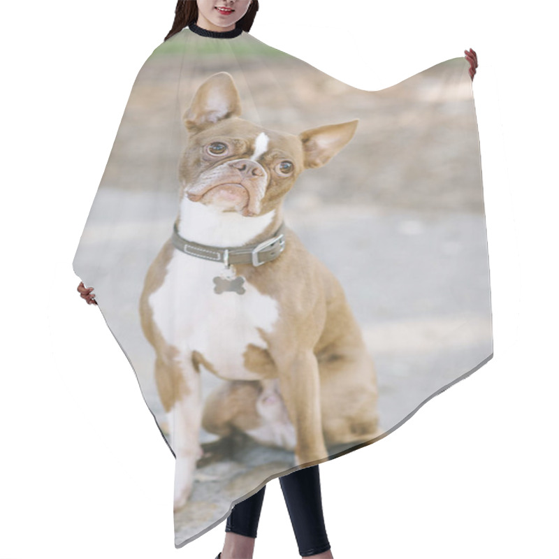 Personality  Pet Boston Terrier Has A Confused Look With A Tilted Head Hair Cutting Cape