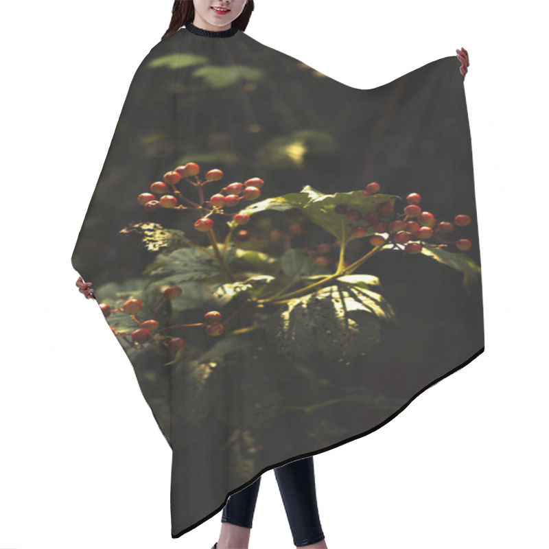 Personality  A Vibrant Cluster Of Red Berries Illuminated By A Soft Ray Of Sunlight Against A Dark Forest Backdrop. The Play Of Light And Shadow Adds A Dramatic Contrast, Highlighting The Natural Beauty Of The Forest Plants. Hair Cutting Cape