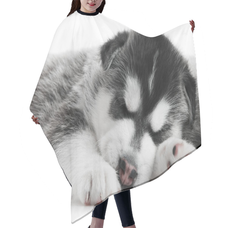 Personality  One Siberian Husky Puppy Isolated Hair Cutting Cape