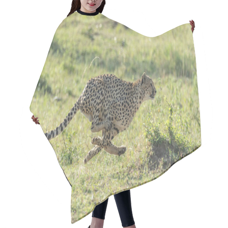 Personality  One Adult Cheetah Full Body Side View Running At Speed On A Sunny Day With Green Background In Masai Mara Kenya Hair Cutting Cape