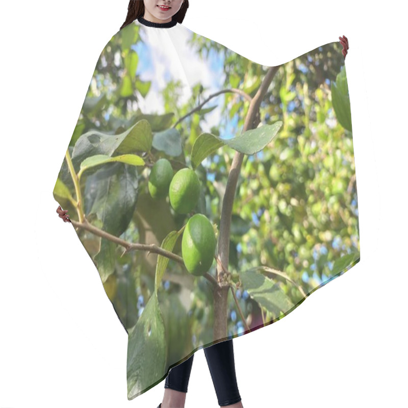 Personality  Organic Green Plums On A Tree Branch Hair Cutting Cape