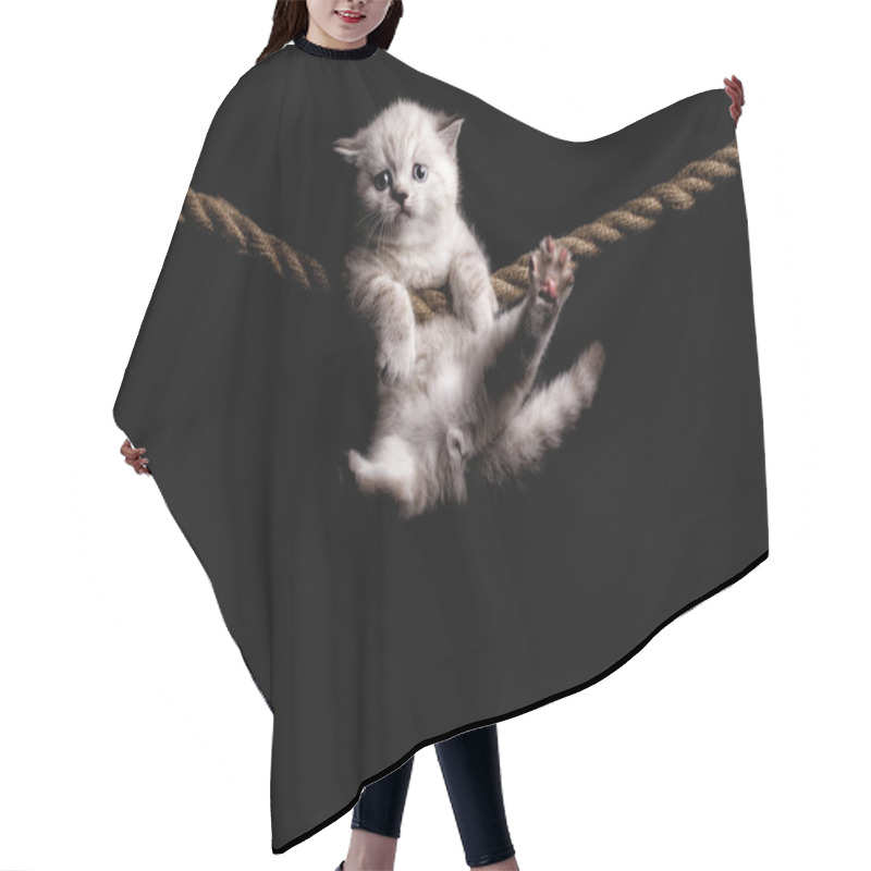 Personality  Cute Little White Kitten On A Black Background. Hanging On The R Hair Cutting Cape