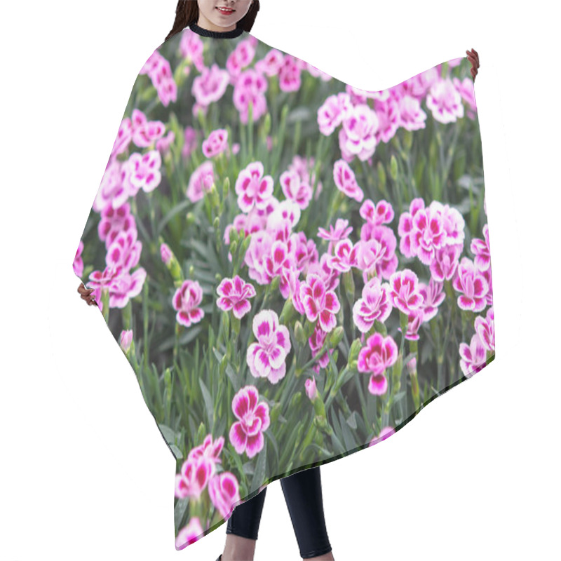 Personality  Sweet William Dwarf, Dianthus Barbatus Spring Flowering Garden Plant, Floral Background Hair Cutting Cape