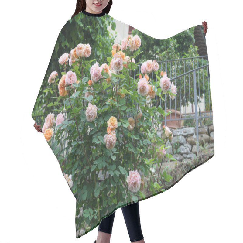 Personality  Beautiful Bush Full Of Yellow And Pink Roses In The Garden Yard Hair Cutting Cape