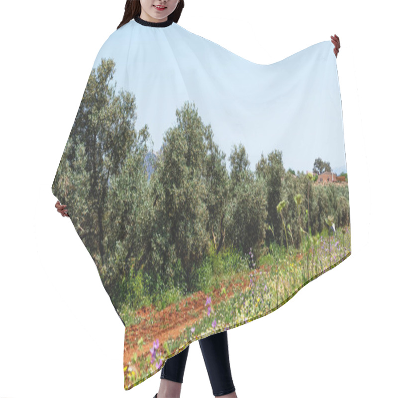 Personality  A Lush Mediterranean Olive Grove With Mature Olive Trees Surrounded By Wildflowers Under A Clear Blue Sky. The Distant View Of A Rustic House Enhances The Rural Charm Of Agricultural Landscape. Hair Cutting Cape