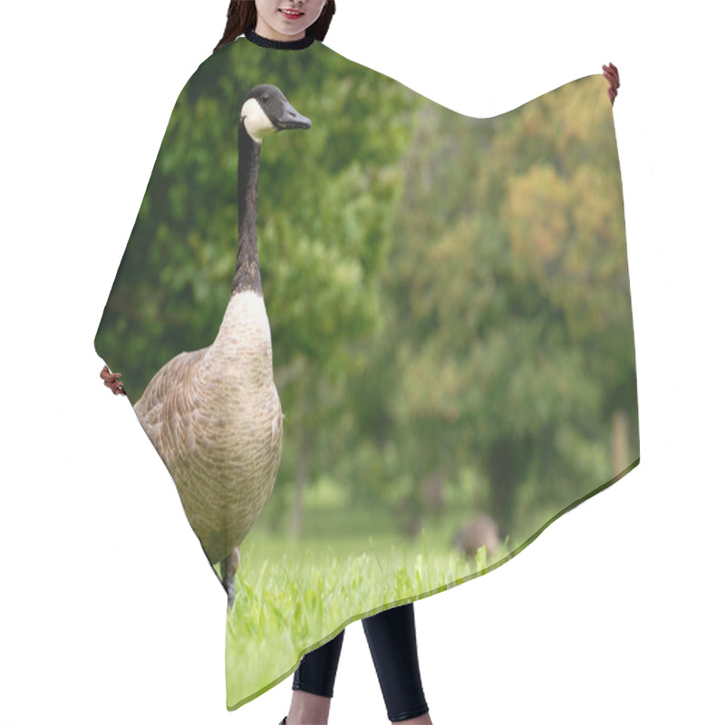 Personality  Canada Goose Walking In The Grass - Branta Canadensi Hair Cutting Cape