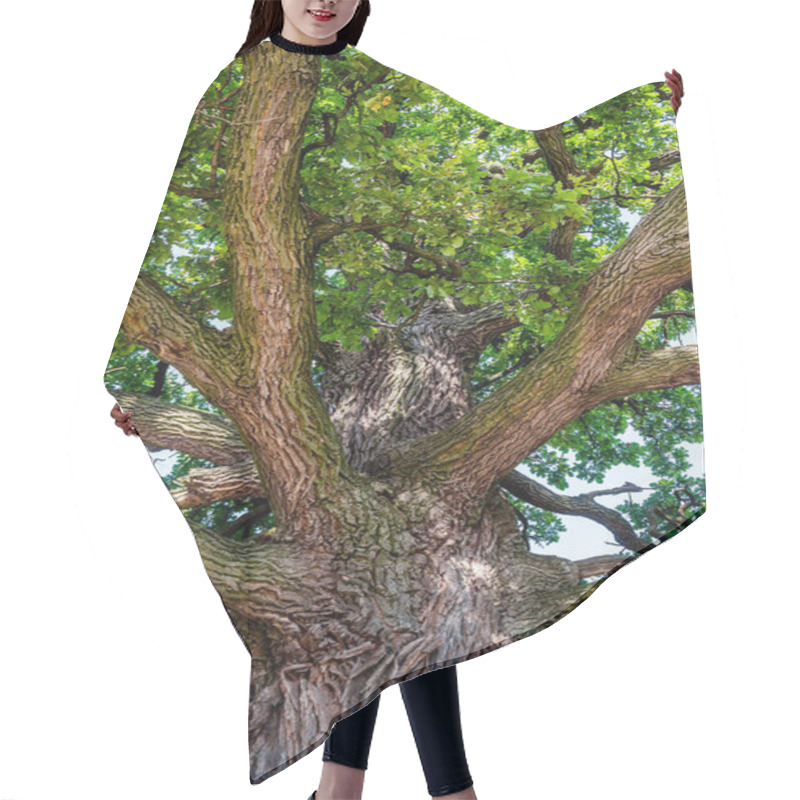 Personality  Close-up Of A Very Big Old Oak Tree Seen From Below Hair Cutting Cape